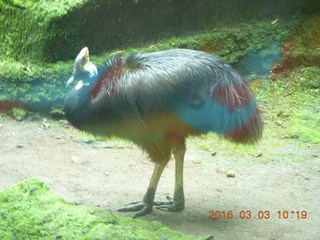 Indonesia Safari ride - bird