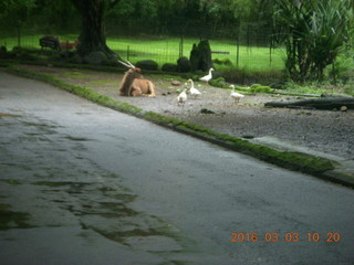 Indonesia Safari ride - gazelles