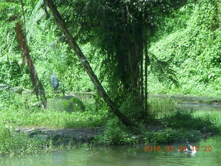 Indonesia Safari ride - gazelles