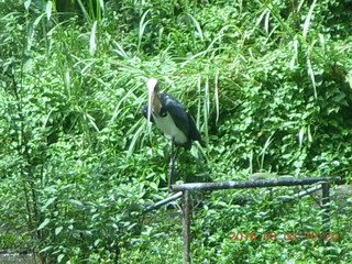 Indonesia Safari ride bird