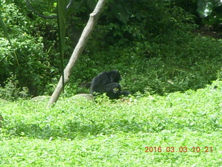 Indonesia Safari ride - monkey