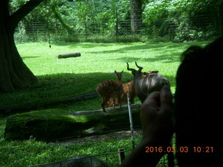 Indonesia Safari ride - antelope