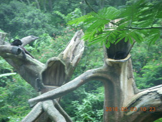 Indonesia Safari ride - bear