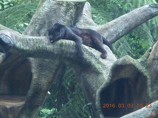 Indonesia Safari ride - bird