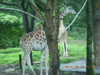 Indonesia Safari ride bird