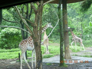 Indonesia Safari ride - giraffe