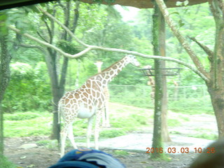 Indonesia Safari ride - antelope