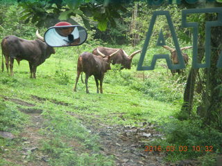 Indonesia Safari ride - crossing the river