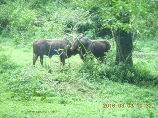 Indonesia Safari ride - crossing the river