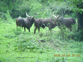 Indonesia Safari ride - whitewater rapids