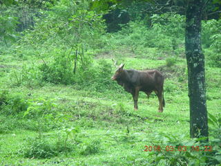 Indonesia Safari ride - buffalo