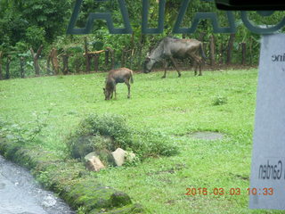 Indonesia Safari ride - giraffe