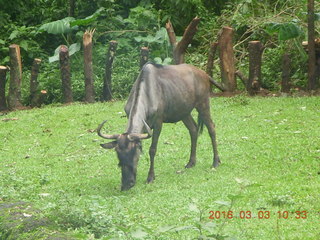 Indonesia Safari ride