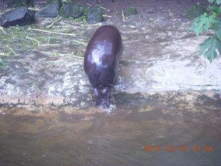 Indonesia Safari ride - hippo