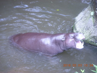 Indonesia Safari ride - hippo