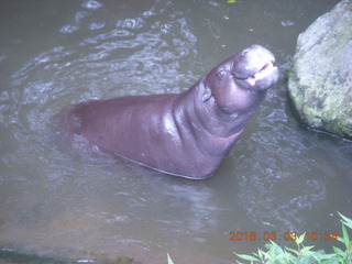 Indonesia Safari ride - hippopotamus