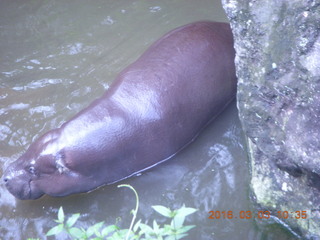 Indonesia Safari ride - hippopotamus