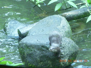 Indonesia Safari ride - beaver