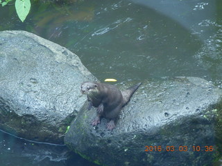 Indonesia Safari ride beaver