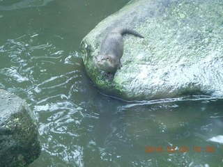 Indonesia Safari ride - beaver