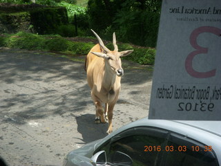 Indonesia Safari ride - antelope