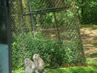 Indonesia Safari ride - monkeys