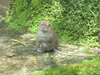 Indonesia Safari ride - monkeys