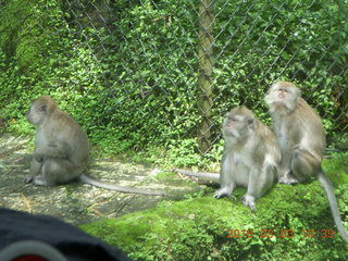 Indonesia Safari ride- monkeys