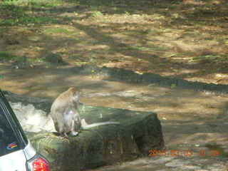 Indonesia Safari ride - monkey