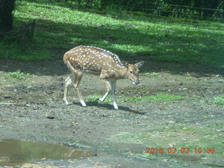 Indonesia Safari ride - spotted deer