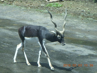 Indonesia Safari ride - helix-horn antelope