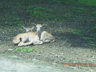 Indonesia Safari ride