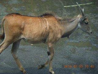 Indonesia Safari ride - antelope