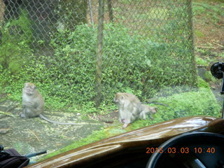 Indonesia Safari ride - monkeys