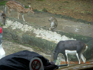 Indonesia Safari ride - monkeys