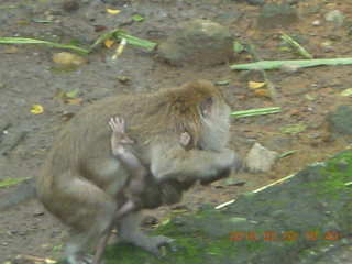 Indonesia Safari ride - monkeys +++