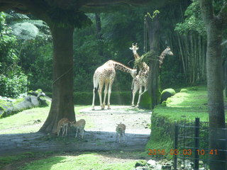 Indonesia Safari ride - giraffes