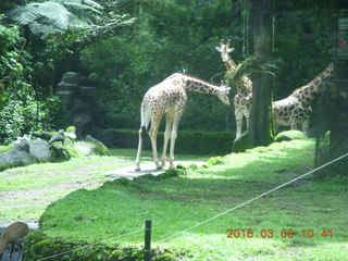 Indonesia Safari ride - giraffes