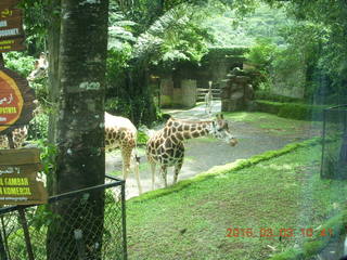 Indonesia Safari ride - spotted deer