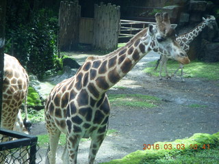 Indonesia Safari ride - helix-horn antelope