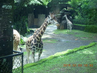 Indonesia Safari ride - giraffes