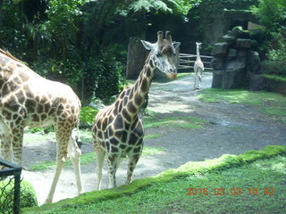 Indonesia Safari ride - giraffes