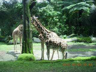 Indonesia Safari ride - giraffes