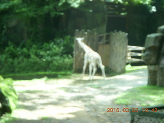 Indonesia Safari ride