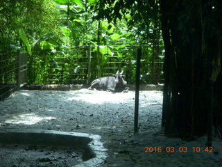 Indonesia Safari ride - monkeys