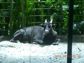 Indonesia Safari ride - monkeys