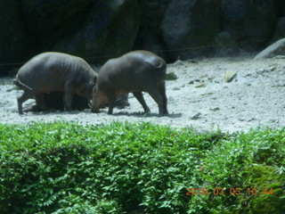 Indonesia Safari ride - small hippotomoio