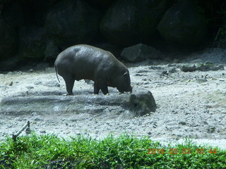 Indonesia Safari ride - small hippopotamus