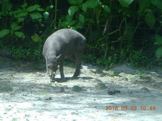 Indonesia Safari ride - buffalo