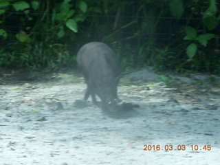 Indonesia Safari ride